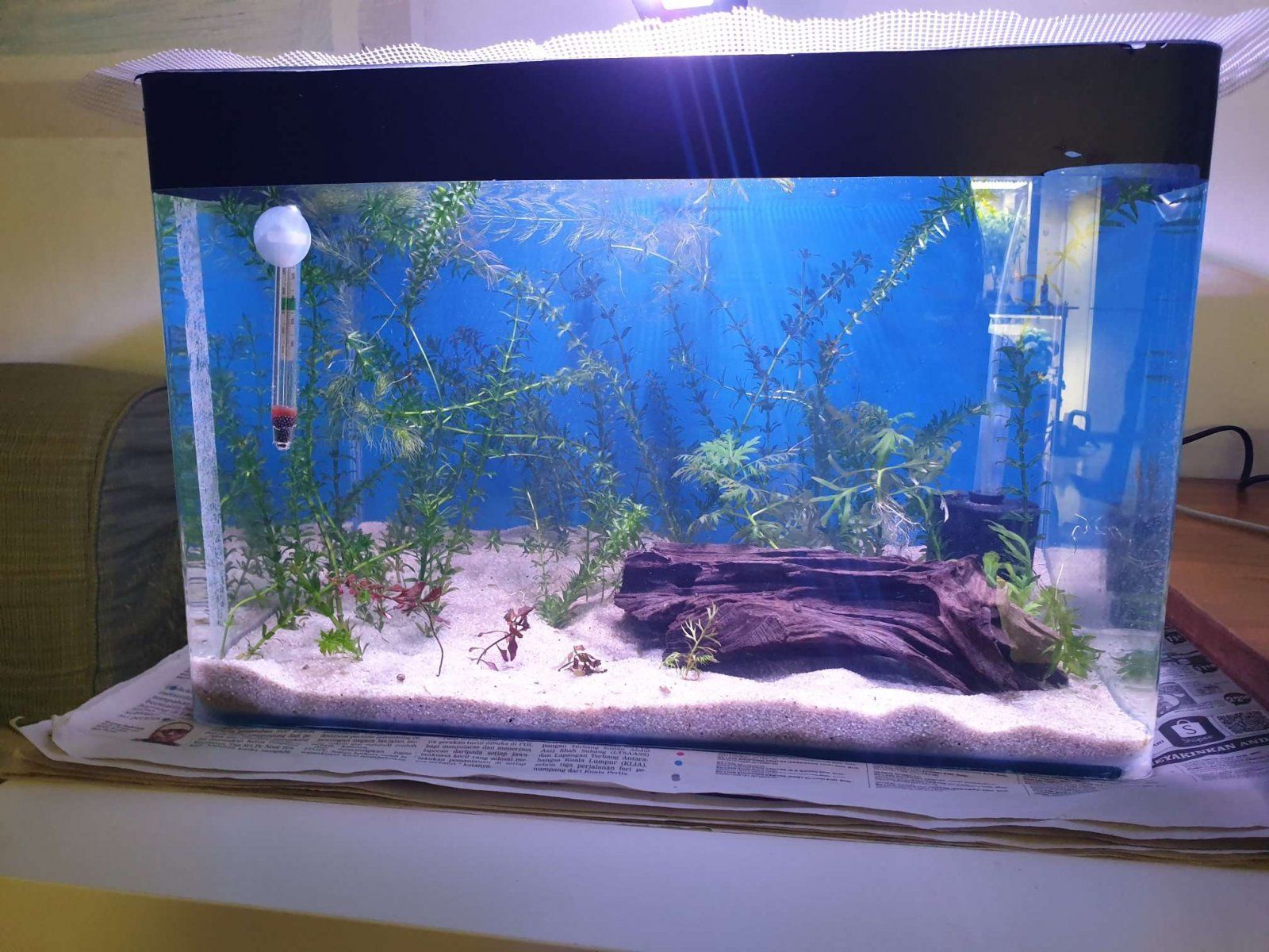 betta tank.JPEG