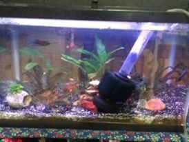 betta tank2.0.jpg