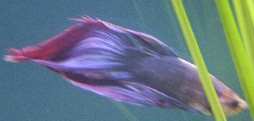 betta004.jpg