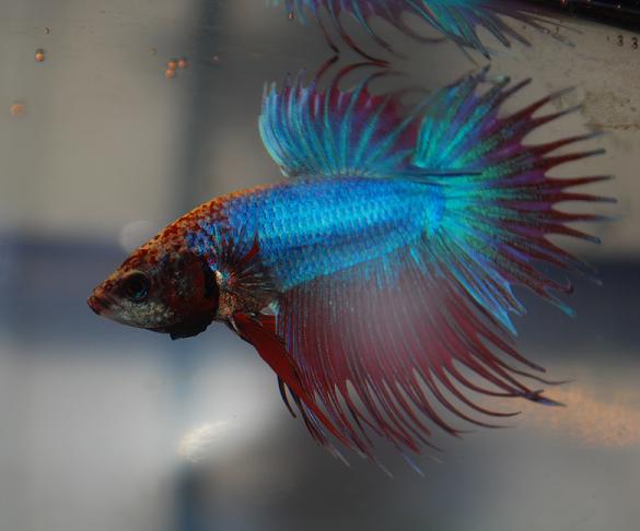 betta01.JPG