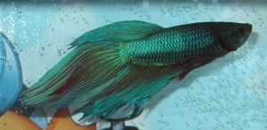 betta1.jpg