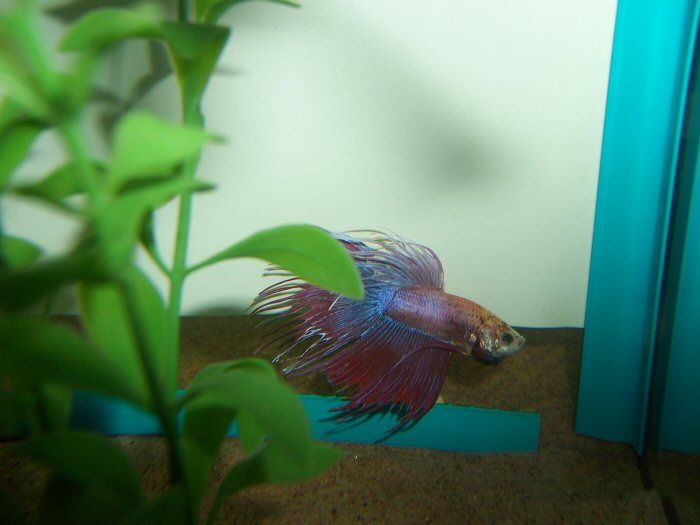 Betta1.JPG