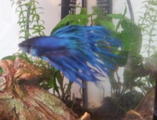 Betta1.jpg