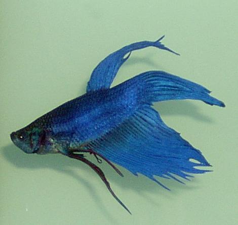 betta1.JPG