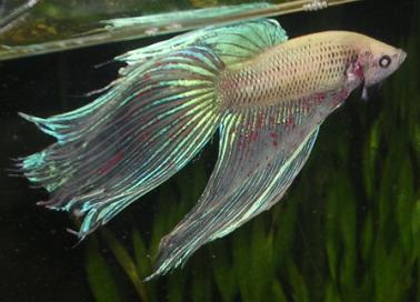 betta2.JPG