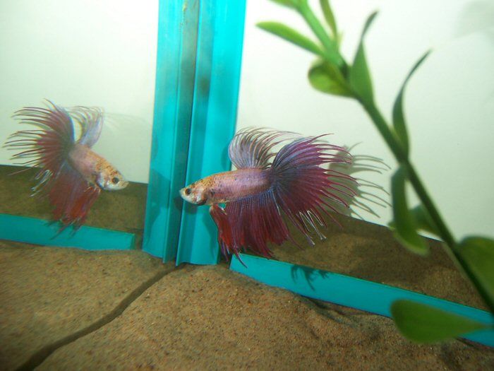 Betta2.JPG