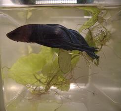 betta2.JPG