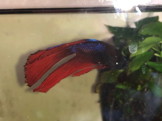 betta2.jpg