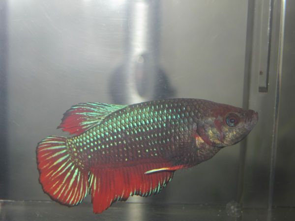 betta3(2).JPG