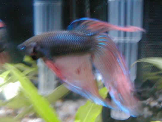 Betta3.jpg