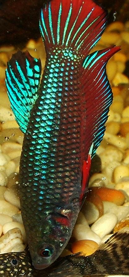 betta4.JPG