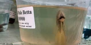 betta589.jpg