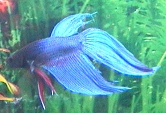 betta6.JPG