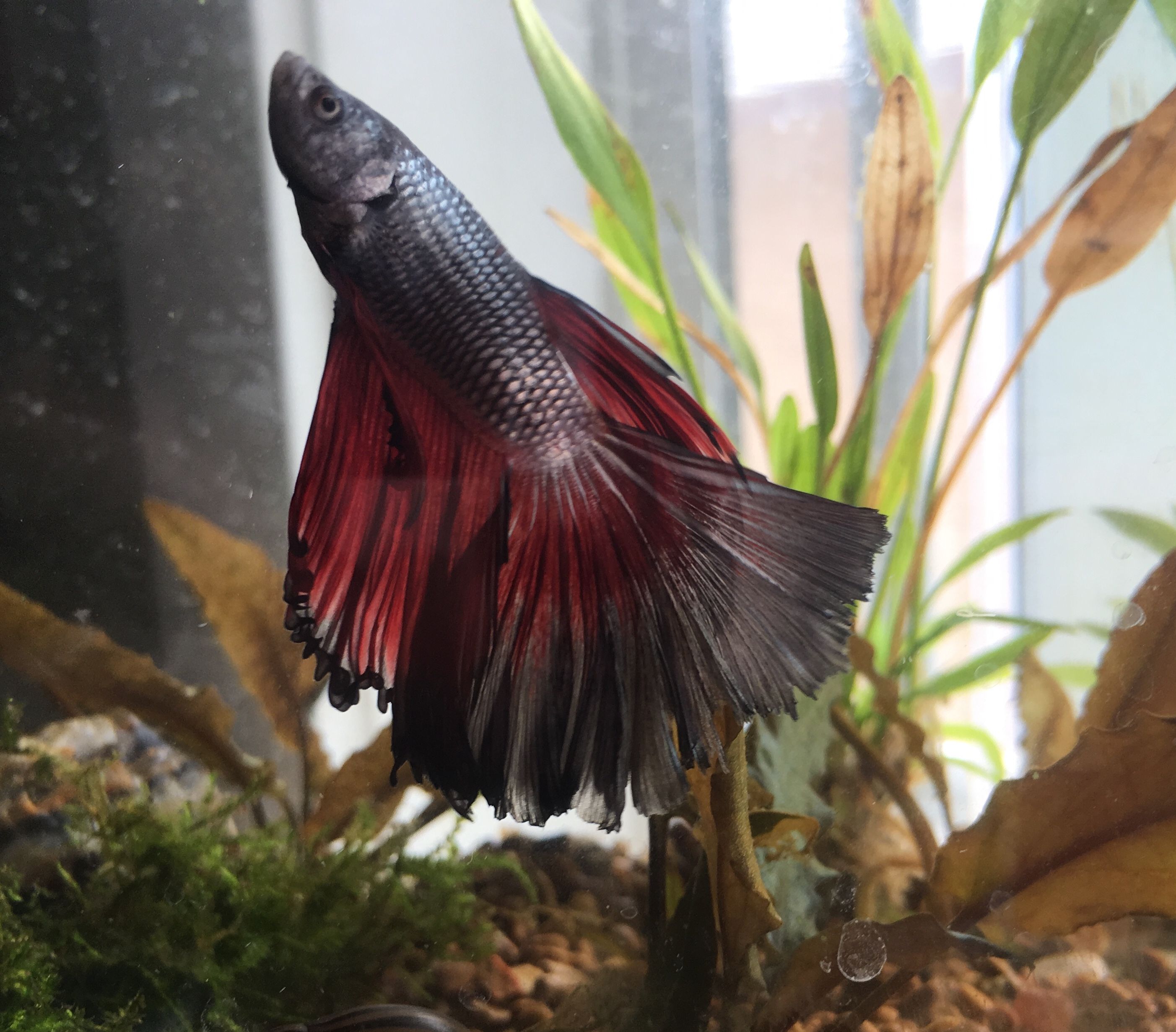 Betta6.jpg