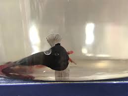 betta9.jpg