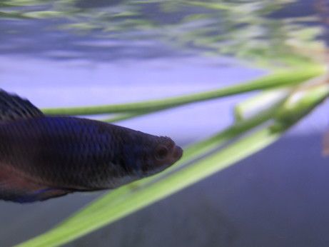 betta_001_10.jpg