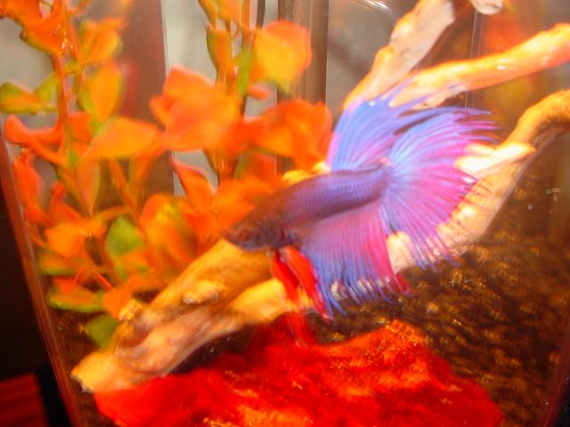 Betta_008.jpg