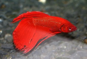 betta_021___Copy.JPG