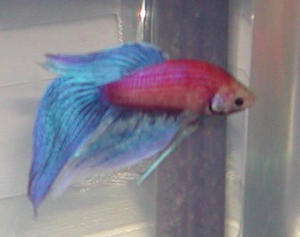 Betta_1.jpg