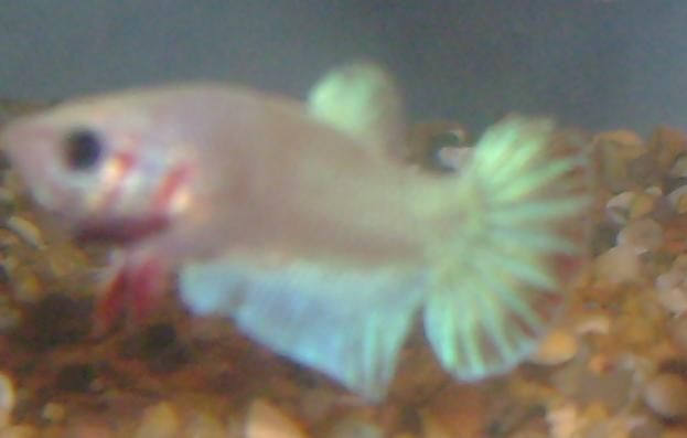 Betta_1.JPG