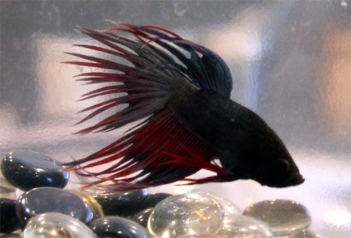 betta_3.jpg