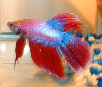 betta_4_sm.jpg