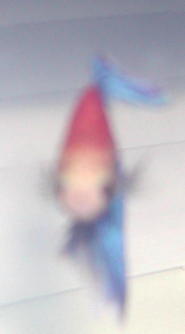 betta_7.jpg