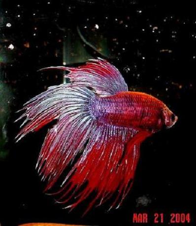 Betta___Valentino.jpg