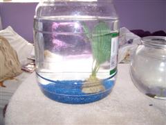 betta_and_bunny_022__WinCE_.jpg