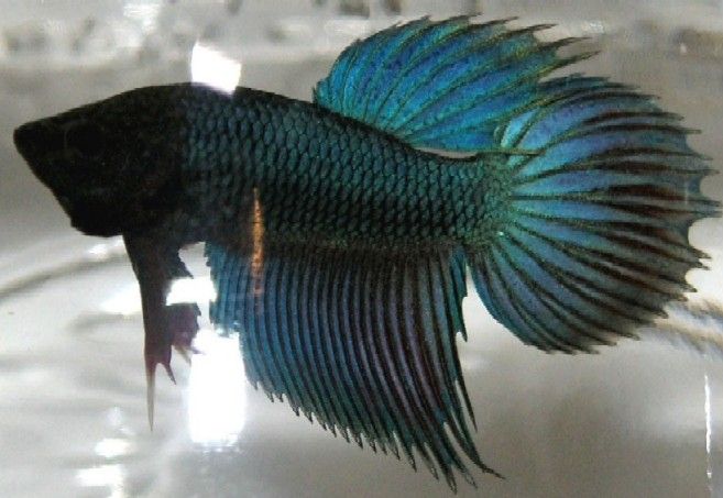 Betta_Blue_Green.jpg