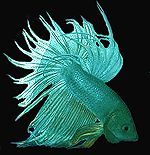 betta_crown_tail_turq.jpg