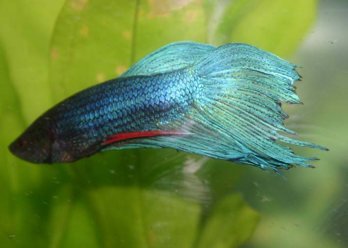 Betta_edited_1.jpg