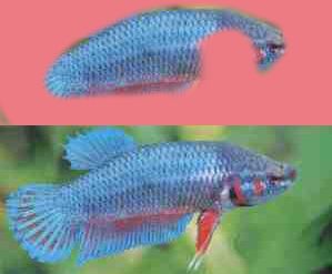 betta_fem.jpg