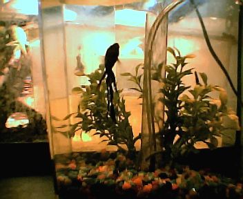 betta_in_one_gallon_tank001.jpg