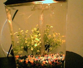 betta_in_one_gallon_tank__him_behind_tha_plant001.jpg