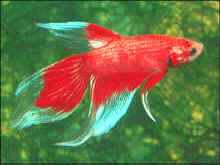 betta_male_red_and_white.jpg