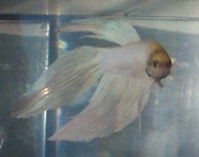 betta_montage_white_betta2.jpg