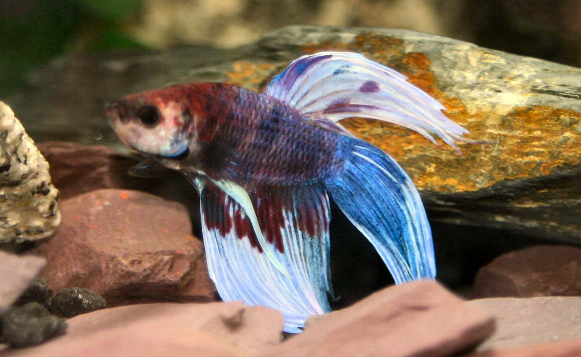 betta_pic_1.jpg