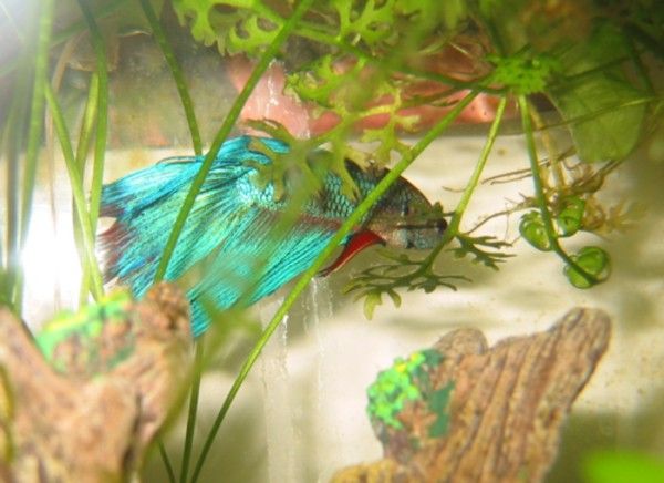 Betta_pics__Mr._Bob__009.jpg