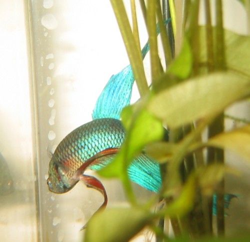 Betta_pics__Mr._Bob__011.jpg