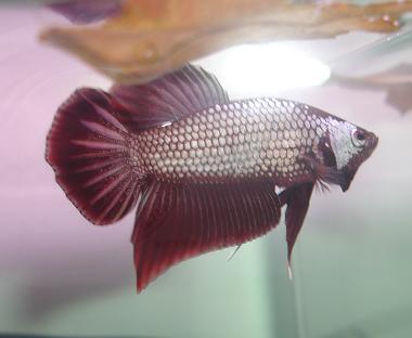 betta_red_dragon_2.jpg