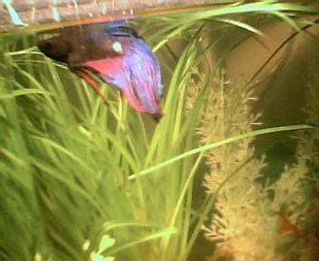 betta_smudge_n_glass001.jpg