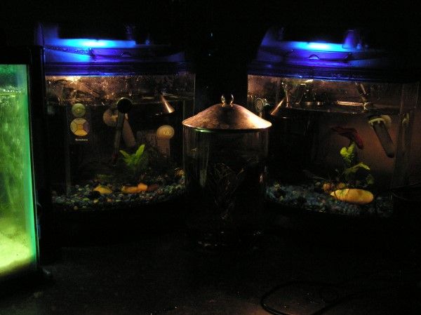 betta_tanks.jpg