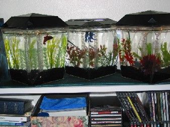 betta_tanks.jpg