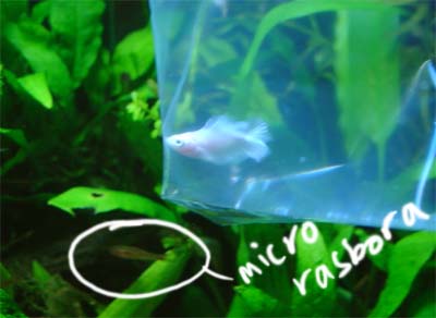 betta_white_rasbora.jpg