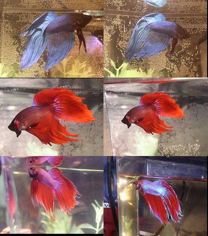 bettas1.jpg