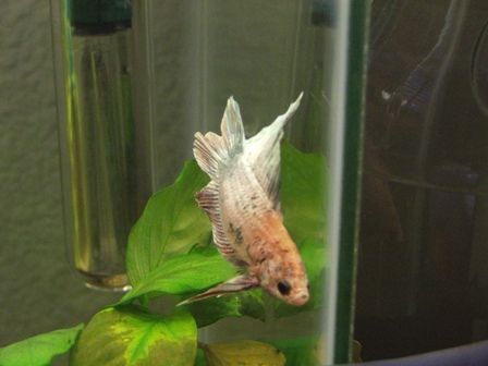 bettas_011n.jpg