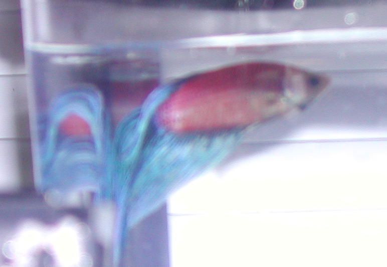 bettas_022107_007.jpg