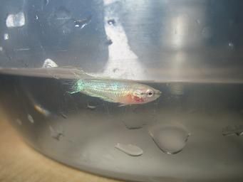 bettas_544.jpg