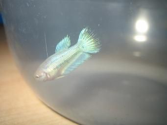 bettas_548.jpg